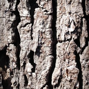 Planche de bois